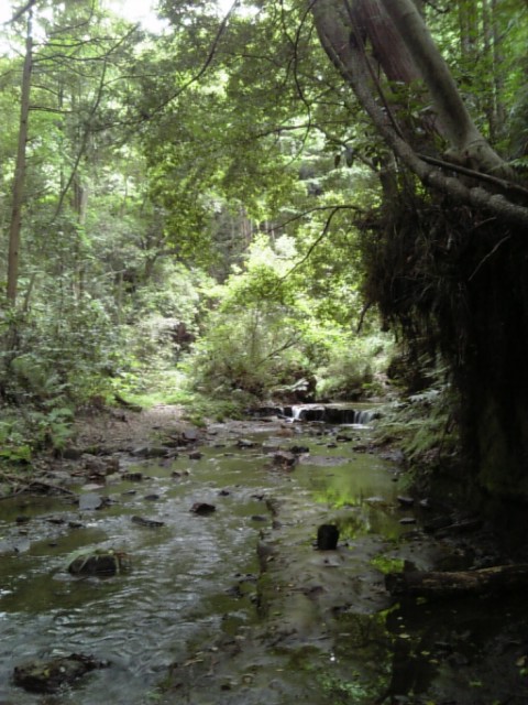 20080616_陣ケ下渓谷公園C.jpg